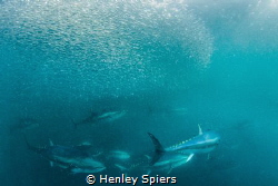 Bluefin Tuna on the Hunt by Henley Spiers 